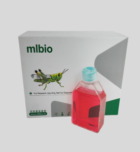 BMSCs(mBMSCs)小鼠骨髓間充質(zhì)干細(xì)胞主圖