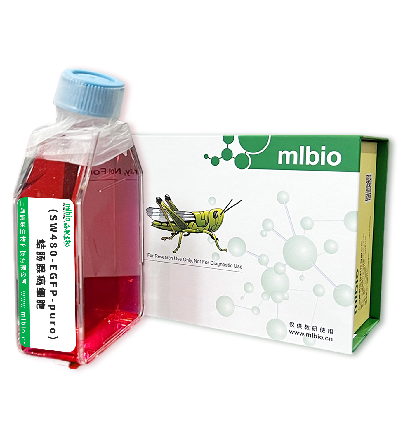 (SW480-EGFP-puro)結(jié)腸腺癌細胞主圖
